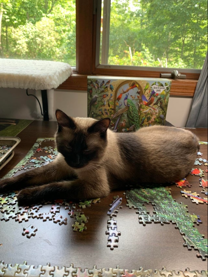 "Murzik, well, don't interfere!": 22 evidence that you can't solve puzzles with cats "Murzik, well, don't interfere!": 22 evidence that you can't solve puzzles with cats