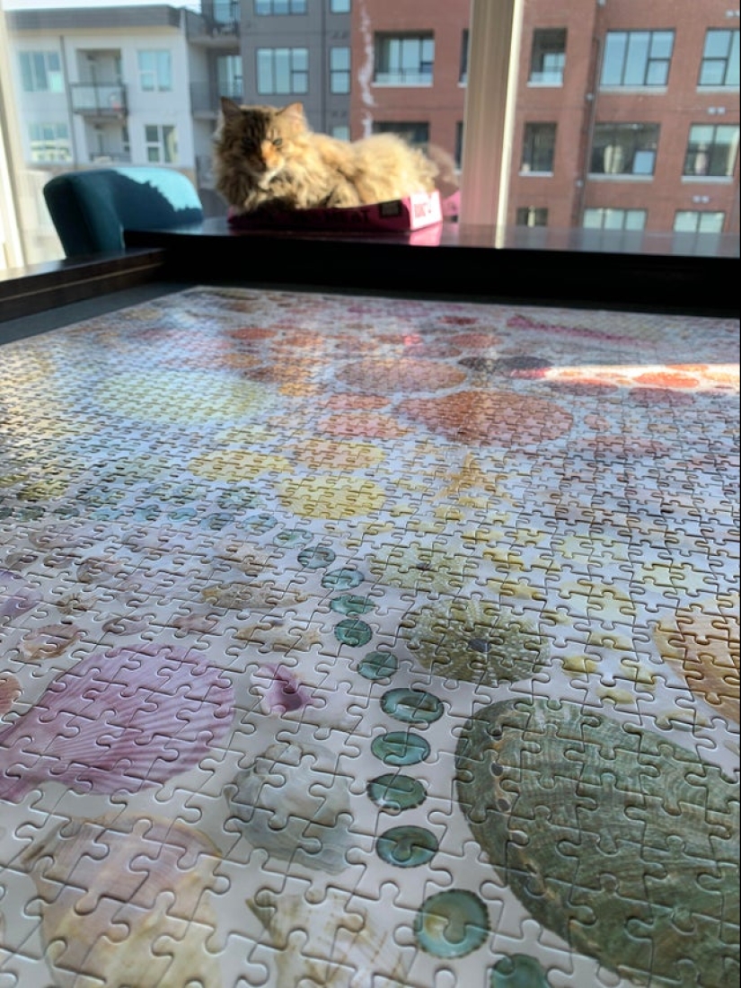 "Murzik, well, don't interfere!": 22 evidence that you can't solve puzzles with cats "Murzik, well, don't interfere!": 22 evidence that you can't solve puzzles with cats
