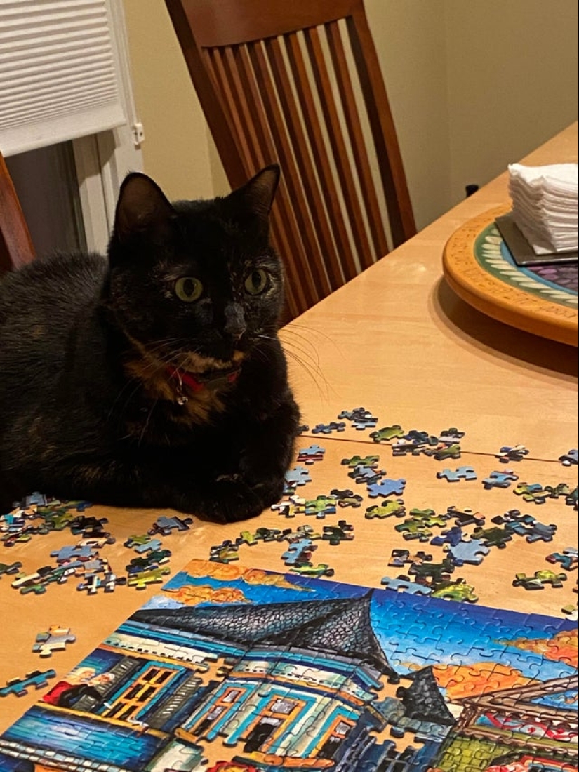 "Murzik, well, don't interfere!": 22 evidence that you can't solve puzzles with cats "Murzik, well, don't interfere!": 22 evidence that you can't solve puzzles with cats