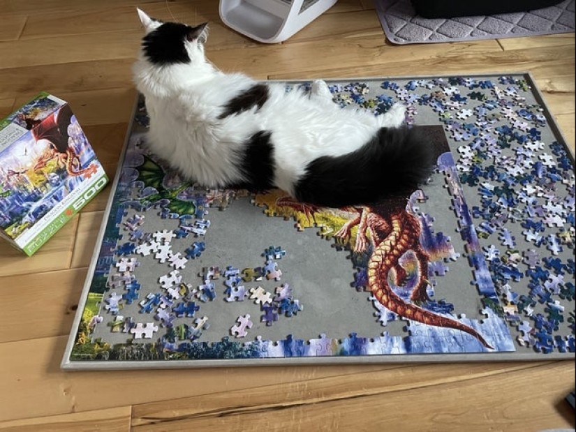 "Murzik, well, don't interfere!": 22 evidence that you can't solve puzzles with cats "Murzik, well, don't interfere!": 22 evidence that you can't solve puzzles with cats