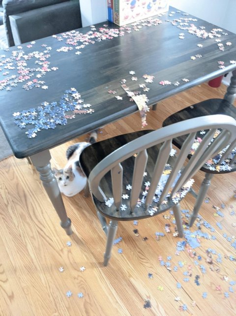 "Murzik, well, don't interfere!": 22 evidence that you can't solve puzzles with cats "Murzik, well, don't interfere!": 22 evidence that you can't solve puzzles with cats