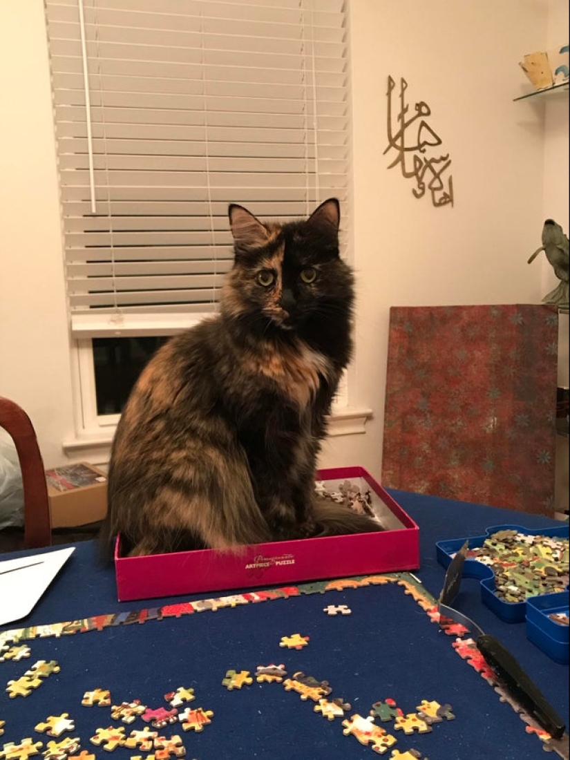 "Murzik, well, don't interfere!": 22 evidence that you can't solve puzzles with cats "Murzik, well, don't interfere!": 22 evidence that you can't solve puzzles with cats