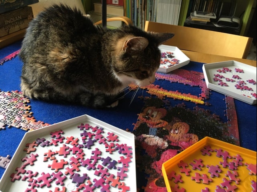 "Murzik, well, don't interfere!": 22 evidence that you can't solve puzzles with cats "Murzik, well, don't interfere!": 22 evidence that you can't solve puzzles with cats