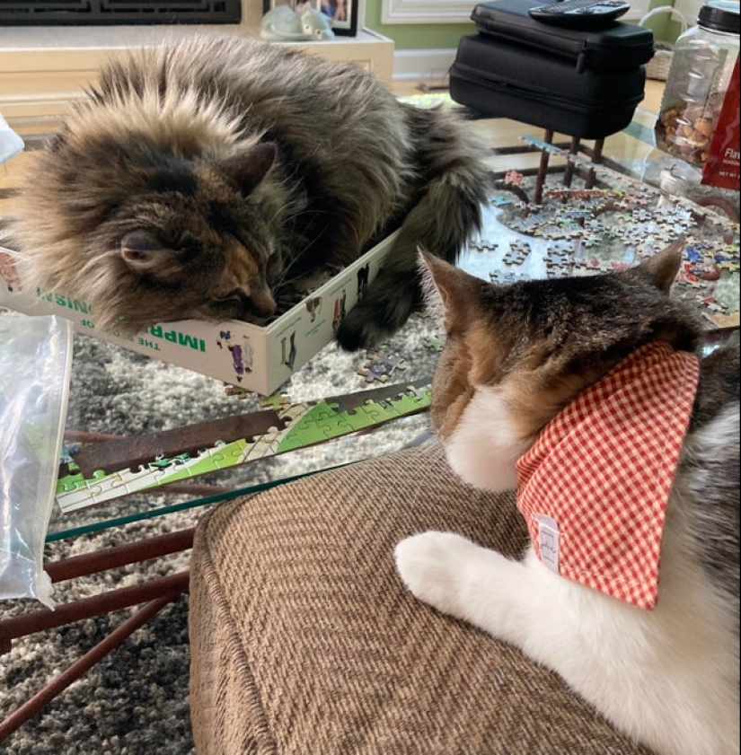 "Murzik, well, don't interfere!": 22 evidence that you can't solve puzzles with cats "Murzik, well, don't interfere!": 22 evidence that you can't solve puzzles with cats
