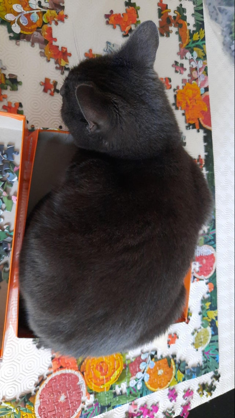 "Murzik, well, don't interfere!": 22 evidence that you can't solve puzzles with cats "Murzik, well, don't interfere!": 22 evidence that you can't solve puzzles with cats