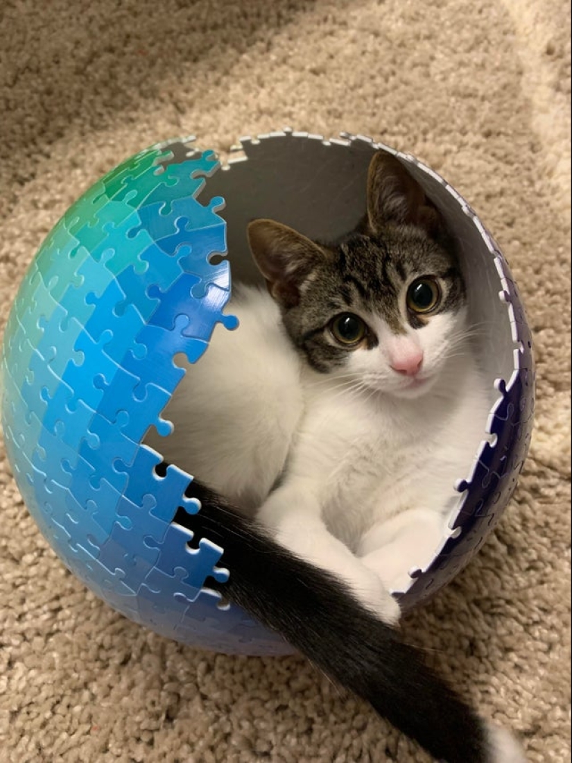 "Murzik, well, don't interfere!": 22 evidence that you can't solve puzzles with cats "Murzik, well, don't interfere!": 22 evidence that you can't solve puzzles with cats