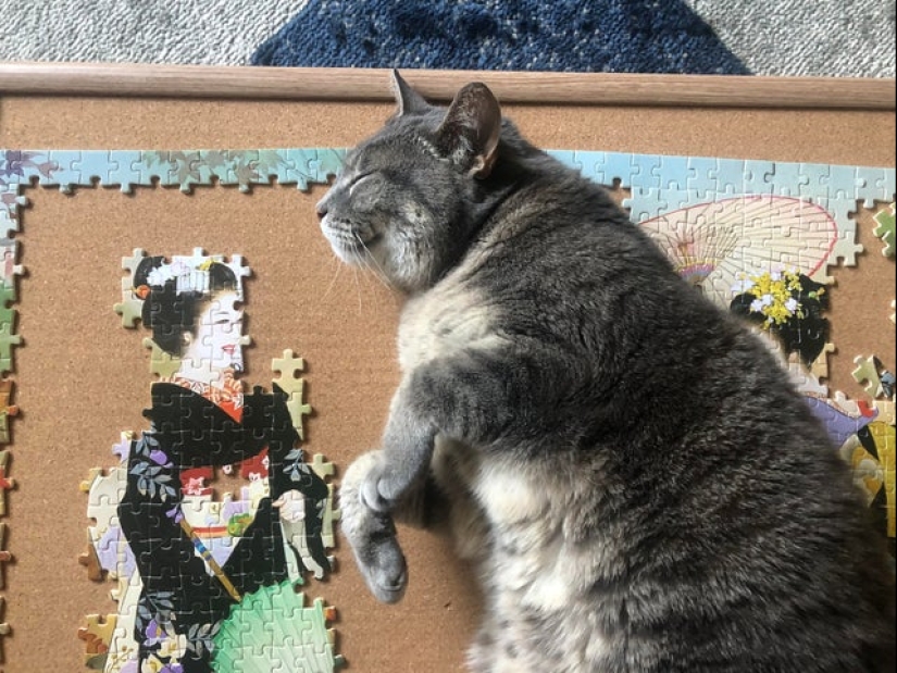 "Murzik, well, don't interfere!": 22 evidence that you can't solve puzzles with cats "Murzik, well, don't interfere!": 22 evidence that you can't solve puzzles with cats