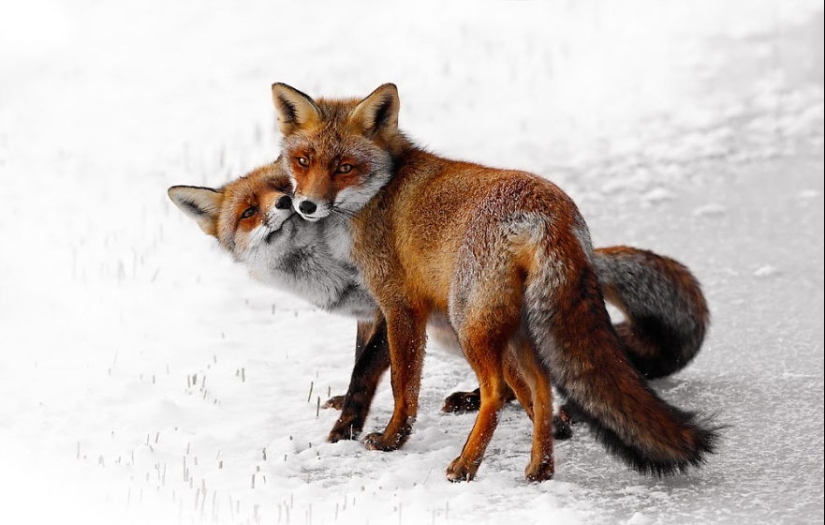 Muy bien los amantes de los animales Muy bien los amantes de los animales