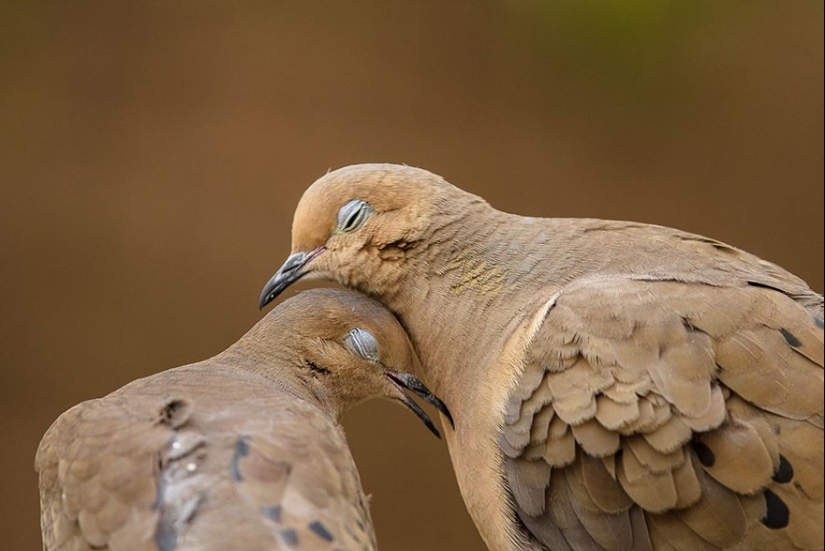 Muy bien los amantes de los animales Muy bien los amantes de los animales