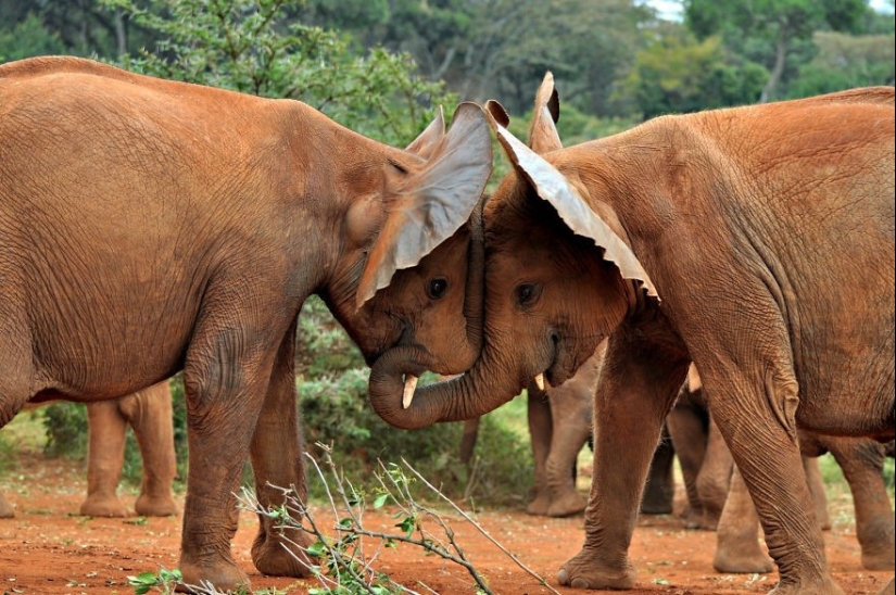 Muy bien los amantes de los animales Muy bien los amantes de los animales