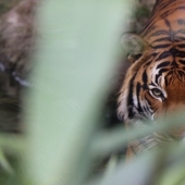 "My claws come out and I have a sharp desire to attack": the revelations of a modern werewolf "My claws come out and I have a sharp desire to attack": the revelations of a modern werewolf