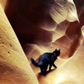 My climber: the world's first cat-climber My climber: the world's first cat-climber