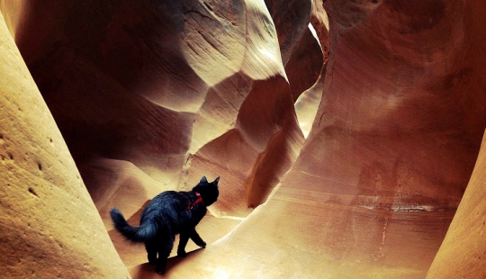 My climber: the world's first cat-climber