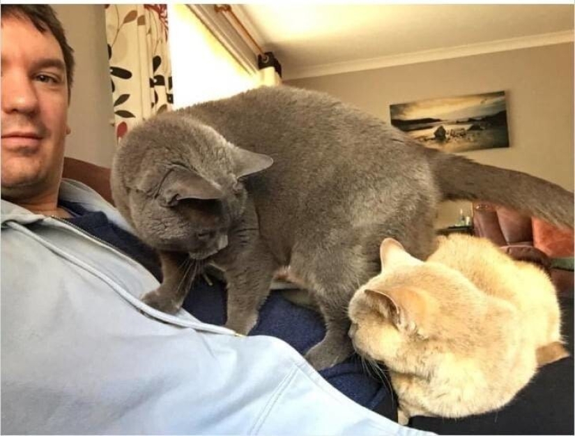 My house, my cat: photo of cats that walk on other people's homes