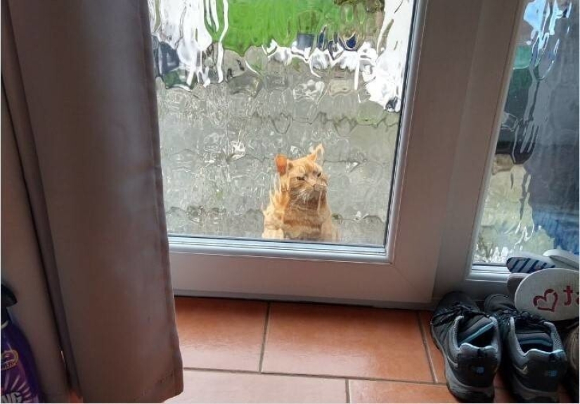 My house, my cat: photo of cats that walk on other people's homes