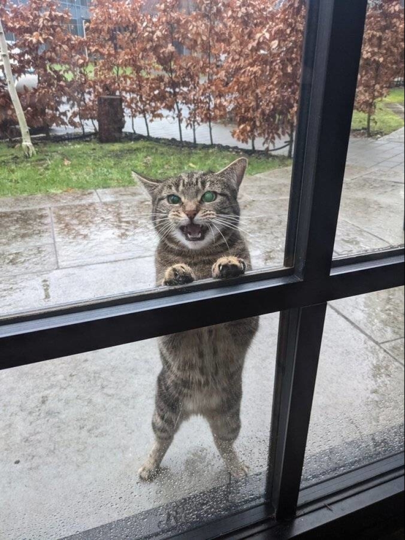 My house, my cat: photo of cats that walk on other people's homes