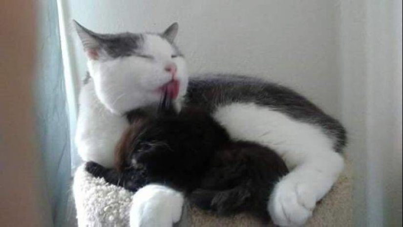 My house, my cat: photo of cats that walk on other people's homes