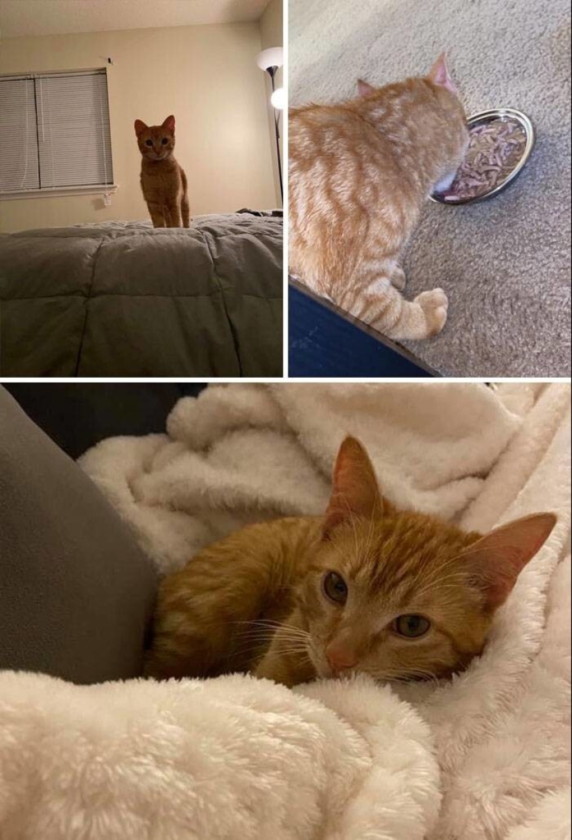 My house, my cat: photo of cats that walk on other people's homes