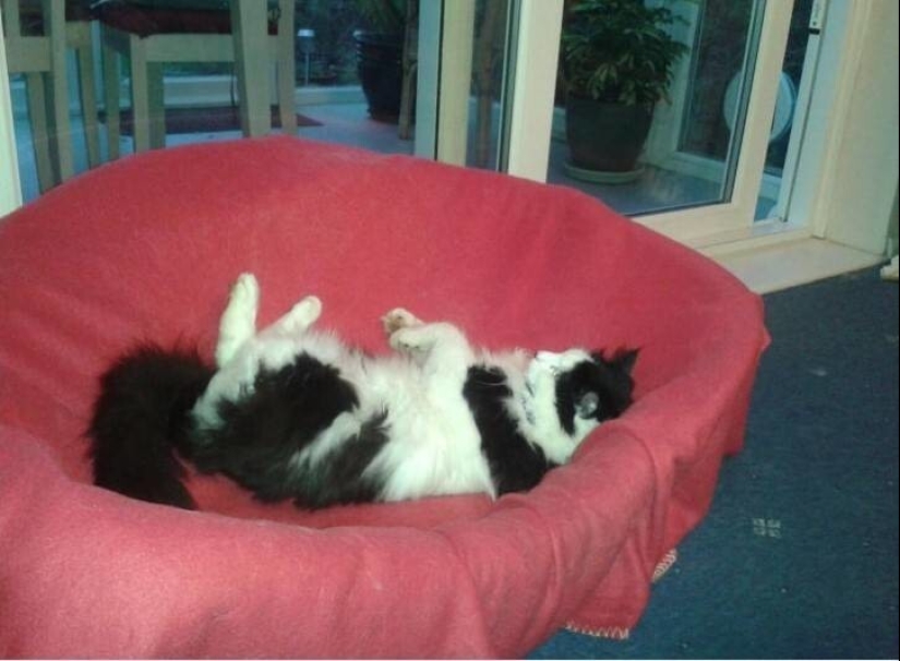 My house, my cat: photo of cats that walk on other people's homes