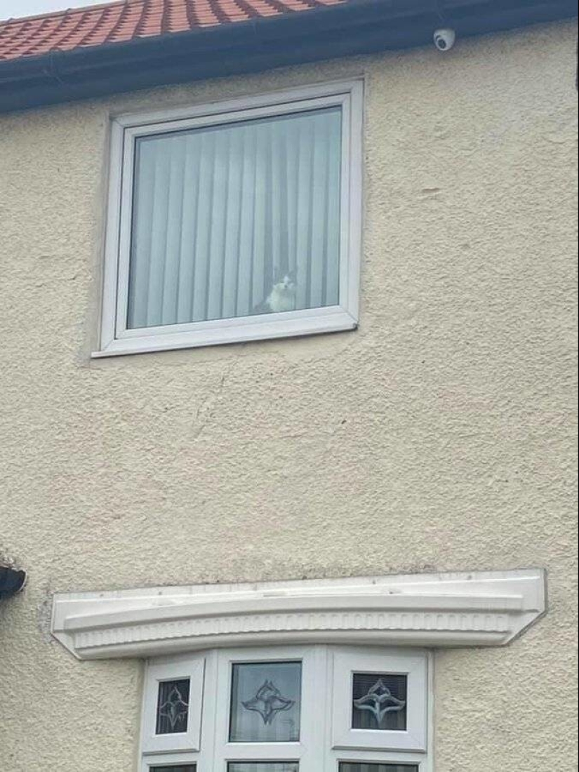 My house, my cat: photo of cats that walk on other people's homes