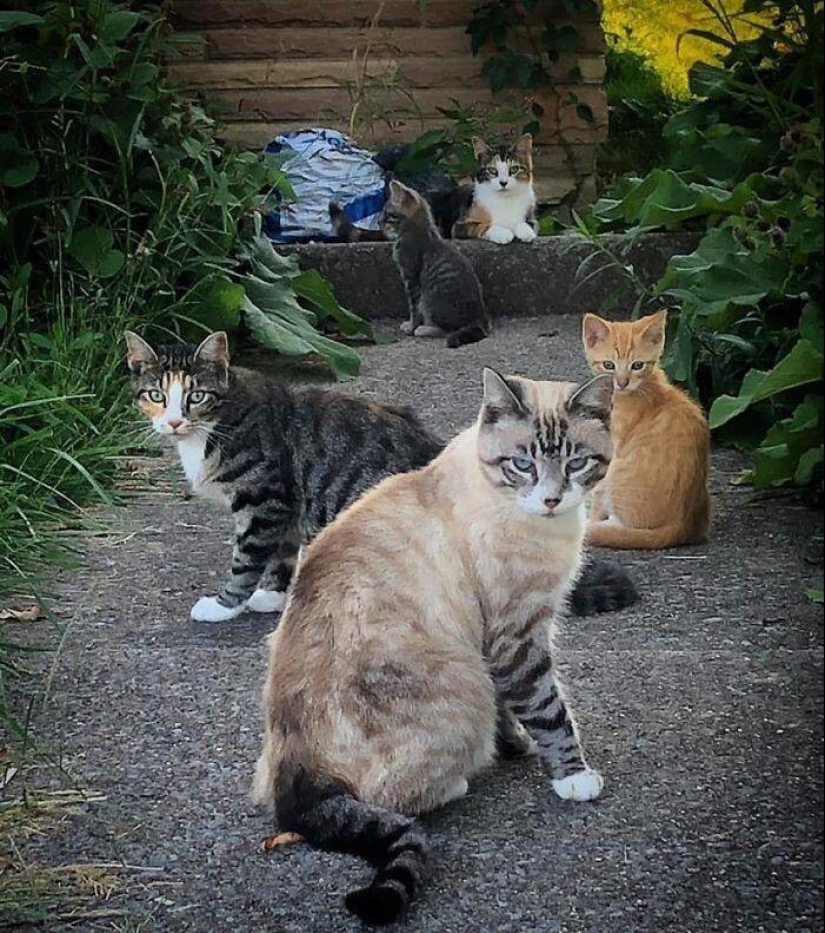 My house, my cat: photo of cats that walk on other people's homes
