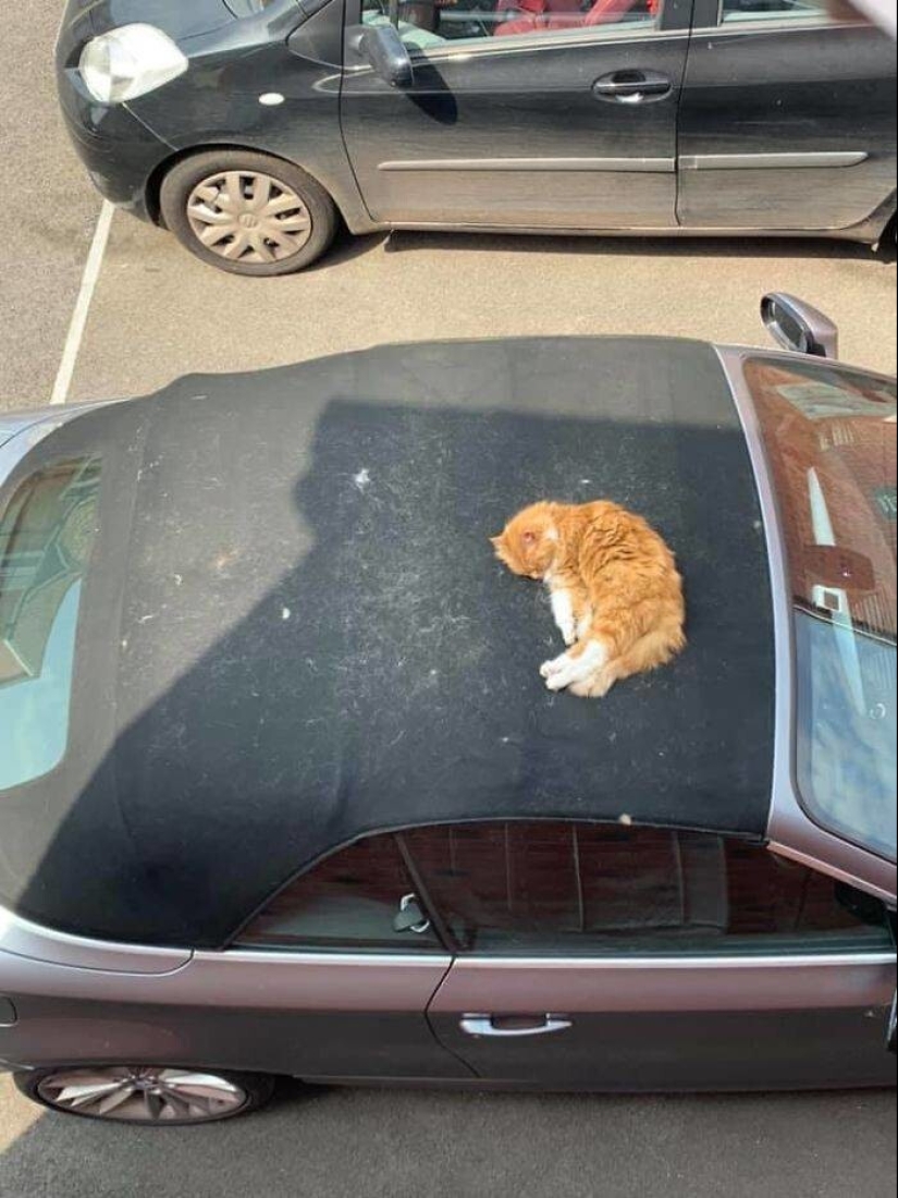 My house, my cat: photo of cats that walk on other people's homes