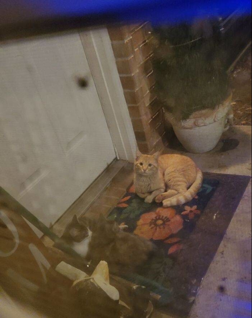 My house, my cat: photo of cats that walk on other people's homes