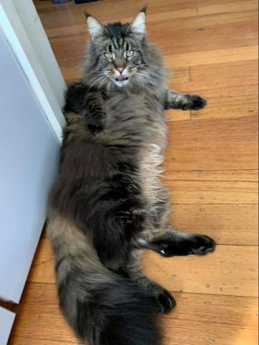 My house, my cat: photo of cats that walk on other people's homes
