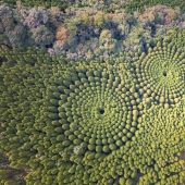 Mysterious tree circles in Japan are the result of a 50-year experiment Mysterious tree circles in Japan are the result of a 50-year experiment