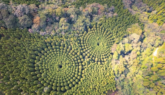 Mysterious tree circles in Japan are the result of a 50-year experiment