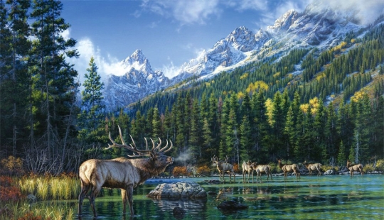 Nature and wildlife in the work of Darrell Bush: beauty in every detail