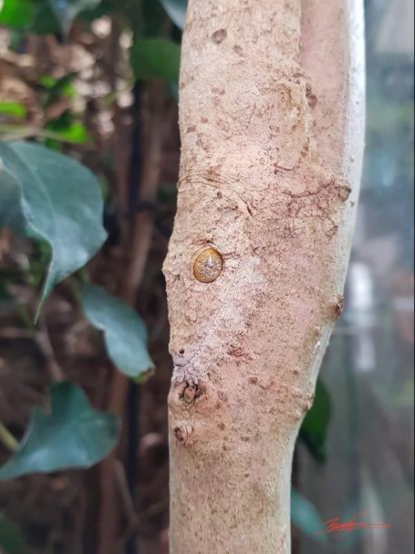Nature is the best artist, and that's 17 evidence
