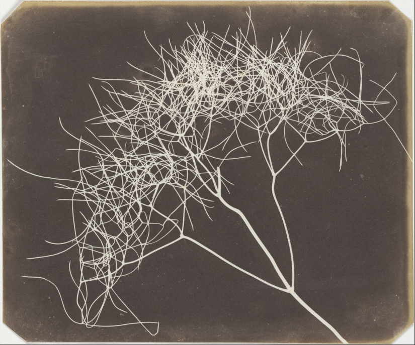 Negative and positive, no alternatives - 15 first photographs of William Talbot Negative and positive, no alternatives - 15 first photographs of William Talbot