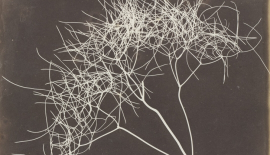 Negativo y positivo, no hay alternativas - 15 primeras fotografías de William Talbot