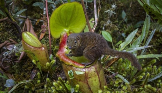Nepenthes and tupaya: “toilet” friendship between a carnivorous plant and a miniature animal Nepenthes and tupaya: “toilet” friendship between a carnivorous plant and a miniature animal