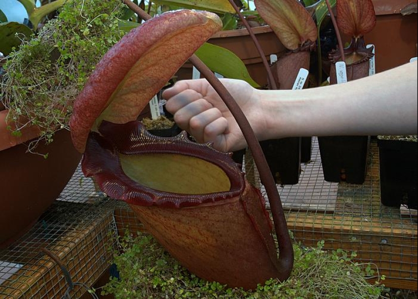 Nepenthes y tupaya: amistad “de baño” entre una planta carnívora y un animal en miniatura