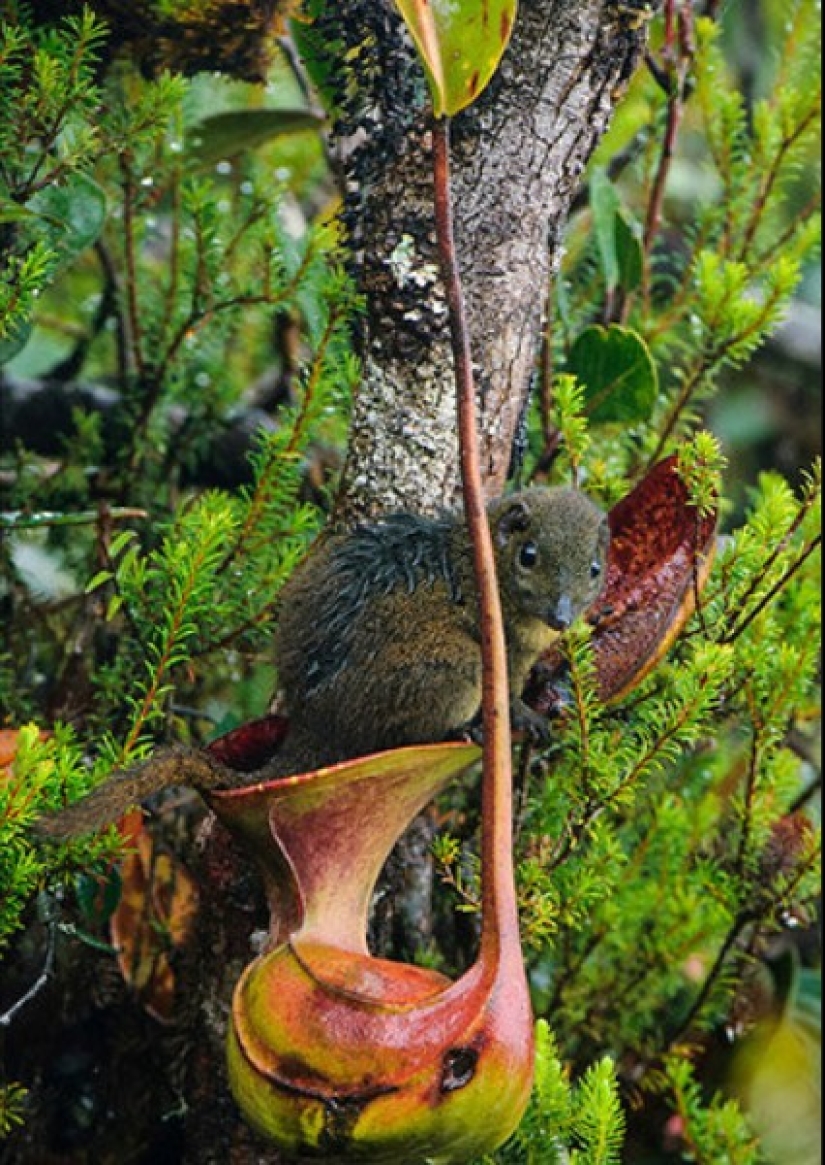Nepenthes y tupaya: amistad “de baño” entre una planta carnívora y un animal en miniatura