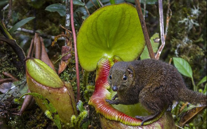 Nepenthes y tupaya: amistad “de baño” entre una planta carnívora y un animal en miniatura