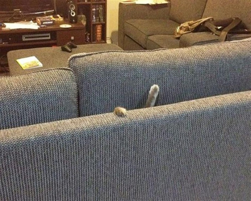 Ninja cats who have mastered the ancient martial art of ninjutsu to perfection