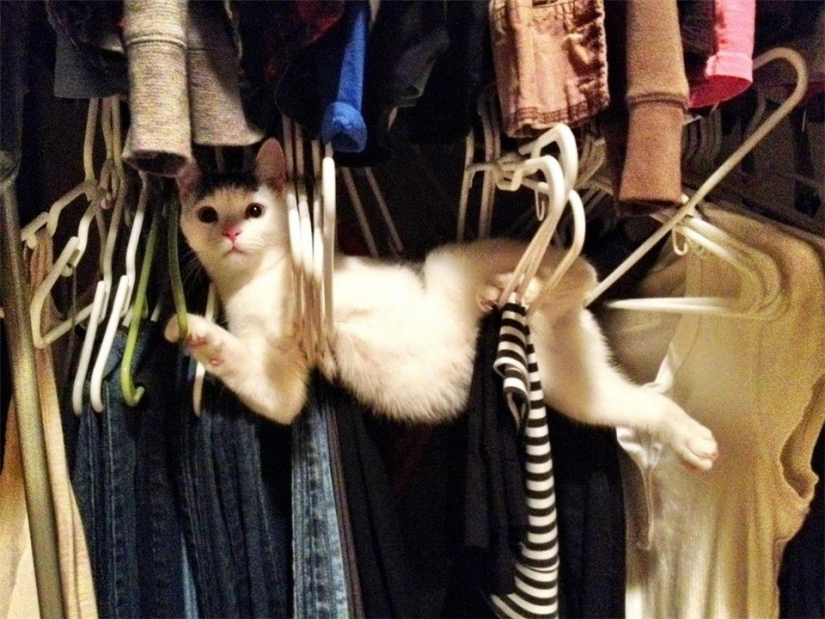 Ninja cats who have mastered the ancient martial art of ninjutsu to perfection