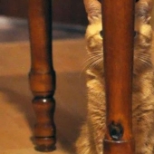 Ninja cats who have mastered the ancient martial art of ninjutsu to perfection