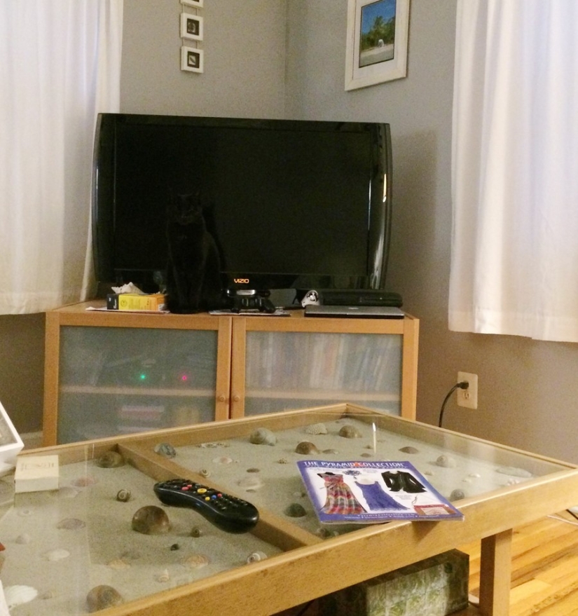 Ninja cats who have mastered the ancient martial art of ninjutsu to perfection
