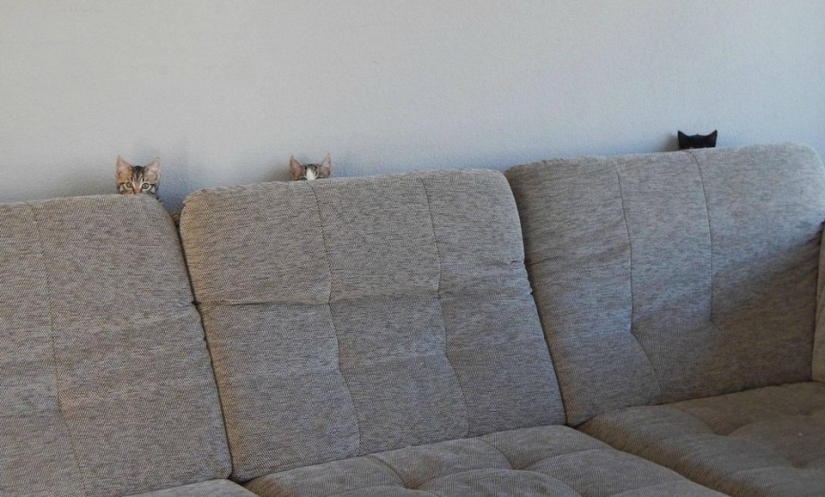 Ninja cats who have mastered the ancient martial art of ninjutsu to perfection