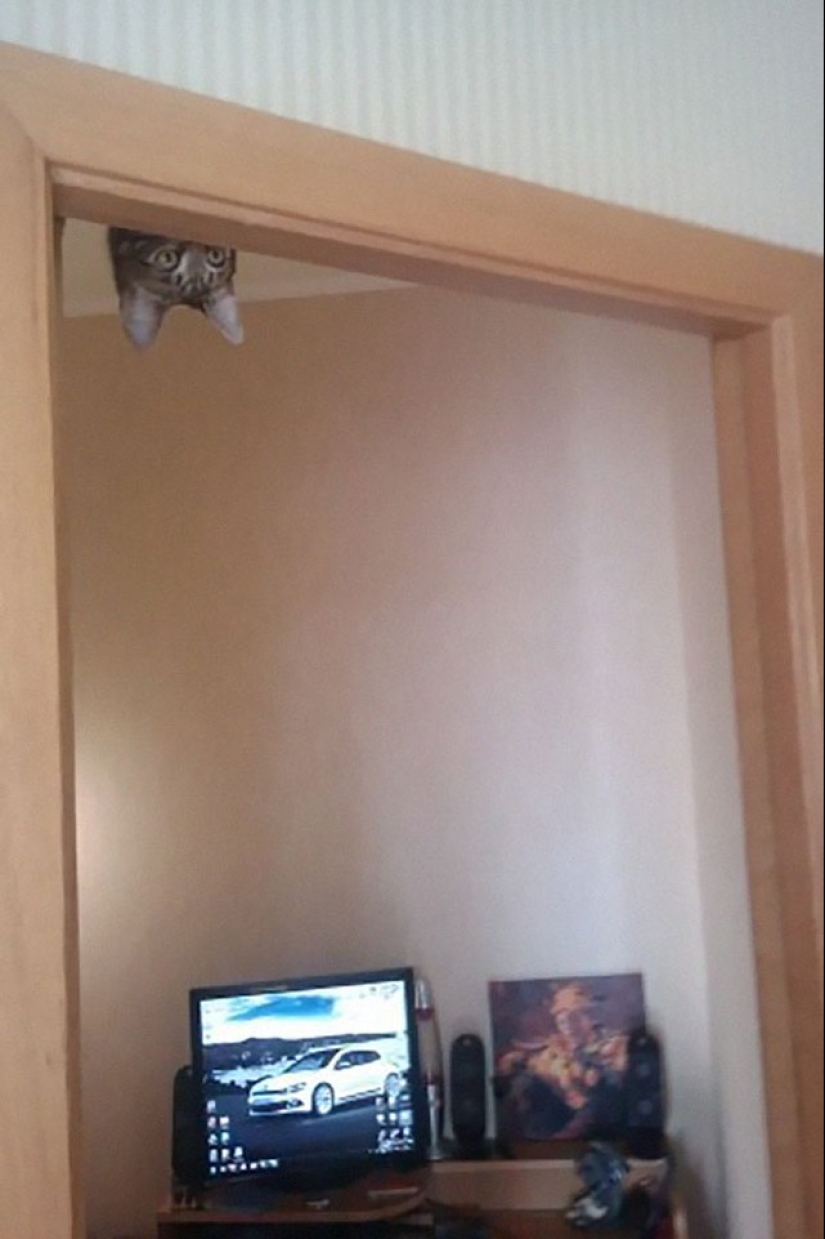 Ninja cats who have mastered the ancient martial art of ninjutsu to perfection