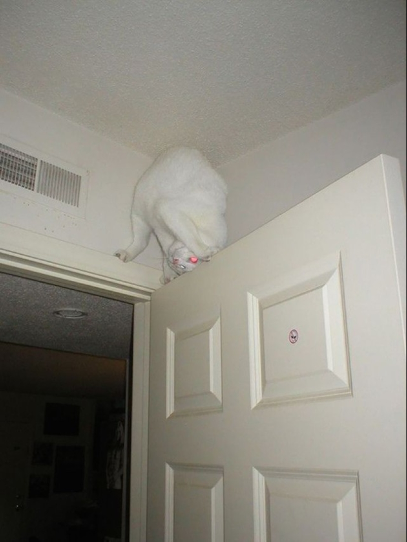Ninja cats who have mastered the ancient martial art of ninjutsu to perfection