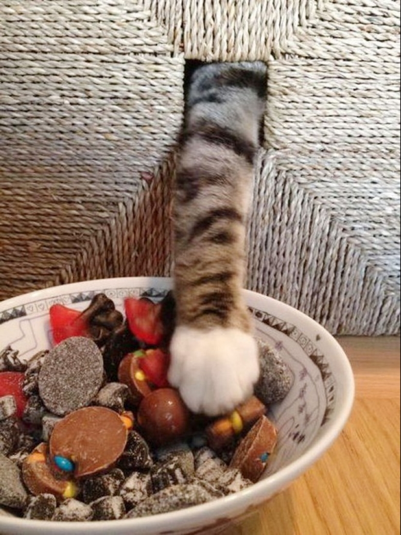 Ninja cats who have mastered the ancient martial art of ninjutsu to perfection