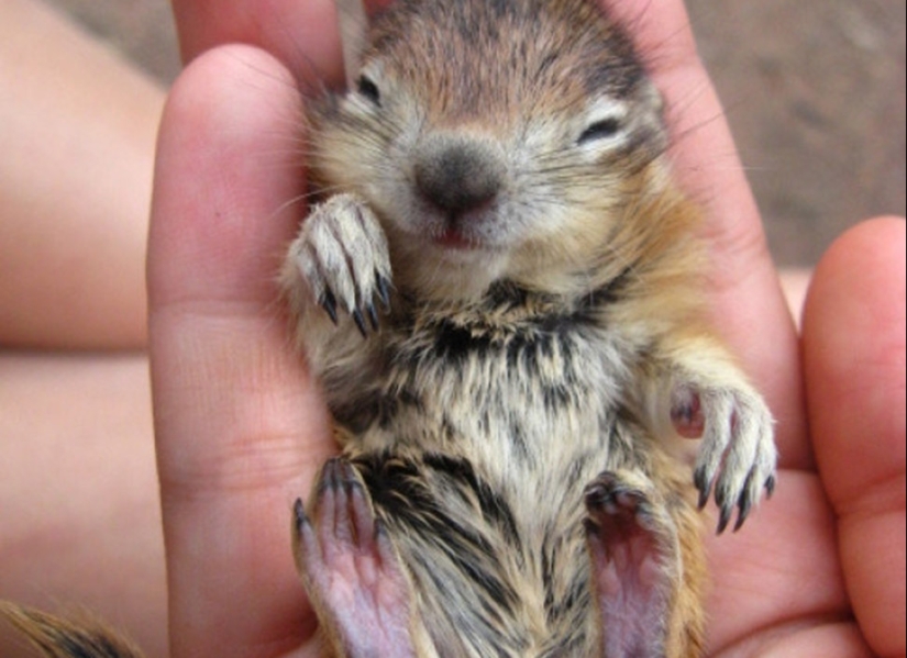 No estés triste: estos animales te recordarán que el mundo es hermoso después de todo