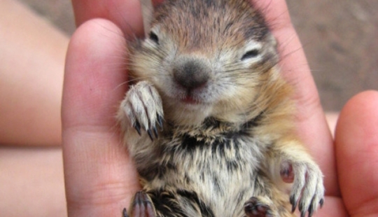 No estés triste: estos animales te recordarán que el mundo es hermoso después de todo No estés triste: estos animales te recordarán que el mundo es hermoso después de todo