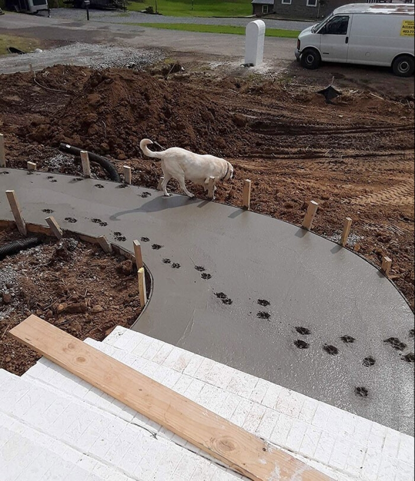 No, not ashamed: 35 Pets who were caught in a blatant crimes No, not ashamed: 35 Pets who were caught in a blatant crimes