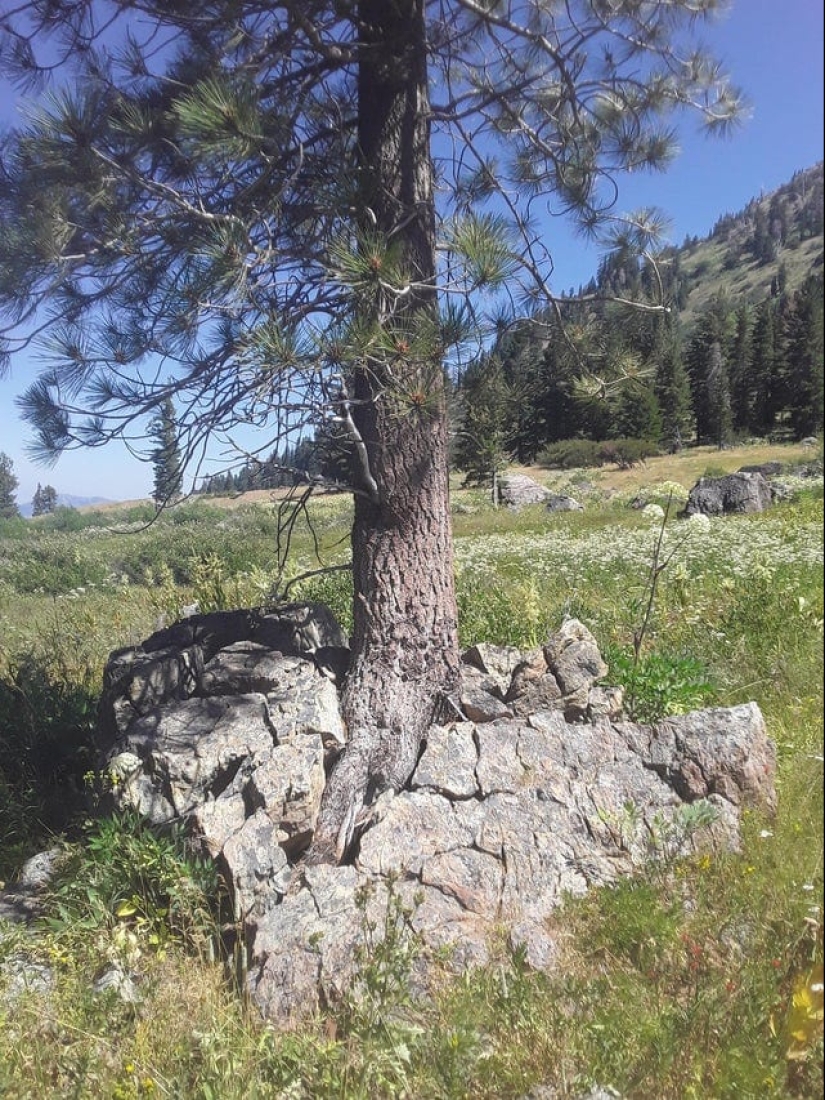 ¡No se puede jugar con la naturaleza! 22 fotos que te convencerán de esto